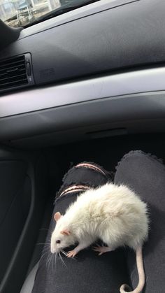 a white rat is sitting on someone's lap in the car