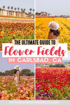 the ultimate guide to flower fields in carlsdale california