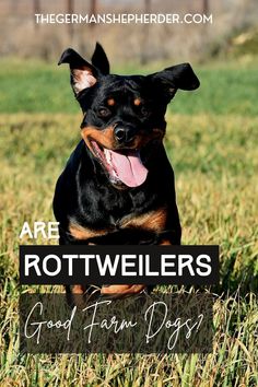 a black and brown dog sitting on top of a grass covered field with the words are rottweilers good for dogs?