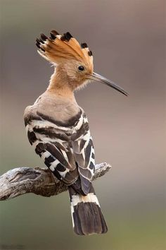 a bird with orange and black feathers sitting on a branch