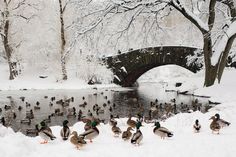 many ducks are standing in the snow near a pond and bridge that is covered with snow