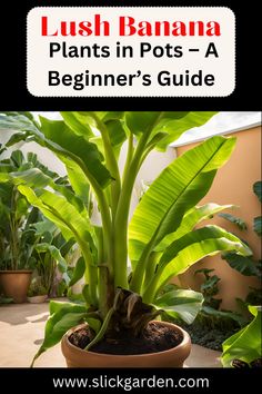 a potted plant with the title lush banana plants in pots - a beginner's guide