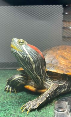 a turtle sitting on top of a green surface