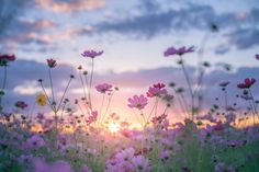 the sun is setting over a field of wildflowers in front of a cloudy sky