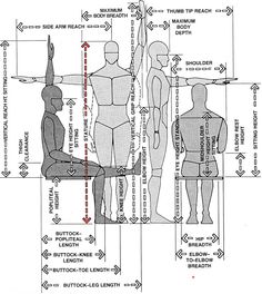 an image of mannequins with measurements for each body and the height chart