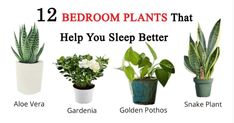 there are some plants that help you sleep better