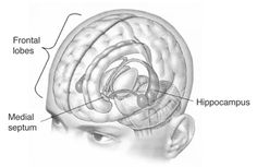 The human brain Brain Diagram, Human Memory, Brain Memory, Frontal Lobe, Free Classes, Limbic System, Brain Connections, Cognitive Science, Improve Cognitive Function