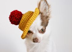 a small dog wearing a crocheted hat with a pom - pom