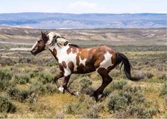 a brown and white horse running in the grass