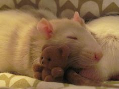 a white rat cuddles with a teddy bear