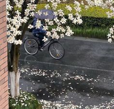 a man riding a bike down a street next to a tree with white flowers on it