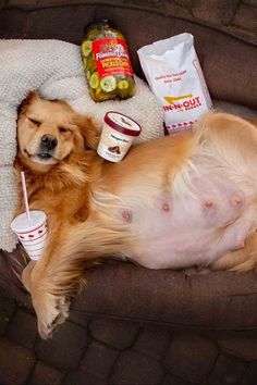 a dog laying on top of a brown couch next to a bottle of milk and a cup