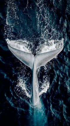 the tail of a humpback whale is seen from above as it swims through the water