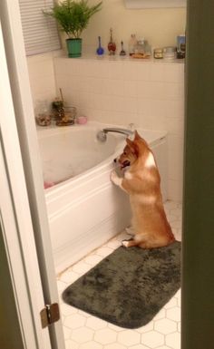 a dog standing on its hind legs in a bathroom next to a bathtub and rug