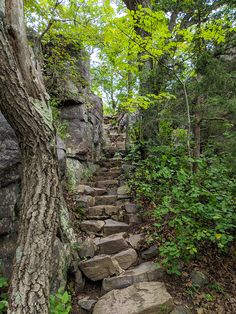 a stone path in the woods with trees on either side