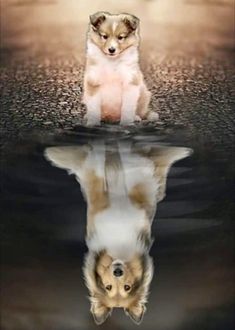 a small dog sitting on top of a body of water with its reflection in the water