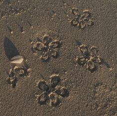 footprints in the sand with flowers on it and a bird's shadow behind them