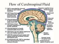 the structure of the human brain and its major functions, including the cerebrospinal