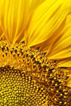 a close up view of a sunflower's petals and the center is yellow