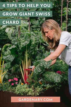 a woman tending to her garden with text overlay reading 4 tips to help you grow giant swiss chardishes