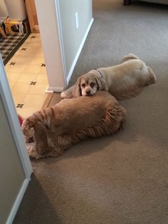 two dogs laying on the floor next to each other in front of an open door