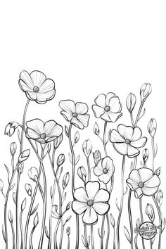 the flowers are drawn in black and white with one line on each side, while the other