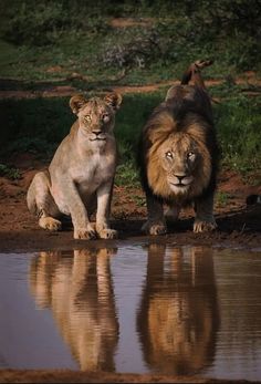 León, Lion, Leones, Lioness, Leona, Big cat, Animal, Naturaleza,Male Lion Black Maned Lion, Lion Photography, Lions Photos, His Queen, Roaring Lion, Male Lion, African Wildlife, Beautiful Nature Pictures