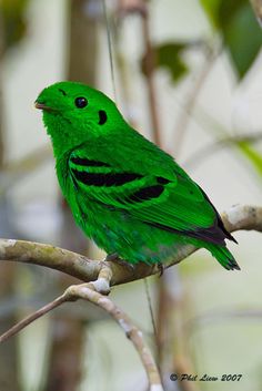 a green bird sitting on top of a tree branch