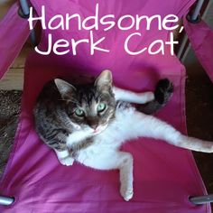 a cat sitting in a pink chair with the caption handsome jerk cat on it's back