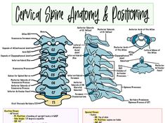 the diagram shows different parts of an animal's body and its functions in it