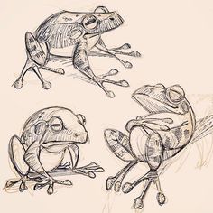 three drawings of frogs sitting next to each other on a piece of paper with writing underneath them