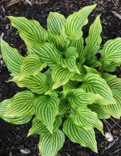 a green and white plant with leaves in the middle of some dirt on the ground