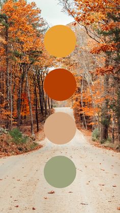 an image of a road in the woods with four circles on it's side