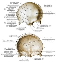 the bones and their major structures are shown in this diagram, with labels on each side