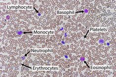 an animal cell is shown with different types of nematic and other things in it