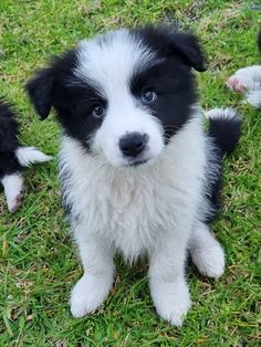 two black and white puppies are sitting in the grass with their paws on each other