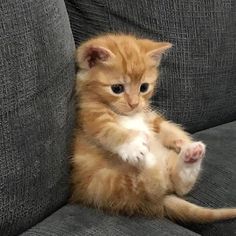 a small orange kitten sitting on top of a gray couch with it's paws in the air