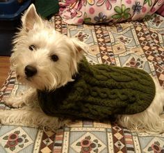 a small white dog wearing a green sweater on top of a bed next to a pillow