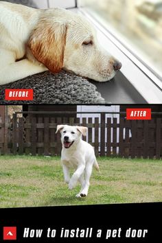 the before and after photos of a dog running outside