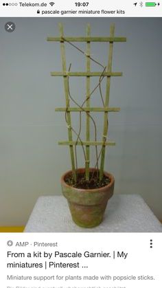 a potted plant sitting on top of a table