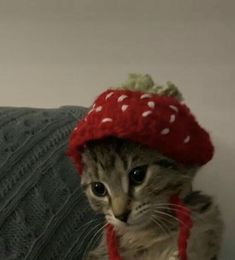 a small kitten wearing a knitted strawberry hat