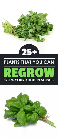 some vegetables that are green and have the words 25 plants that you can regrow from your kitchen scraps