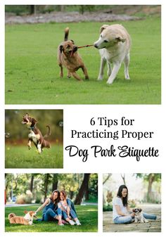 a woman and her dog playing with each other in the park, text reads 6 tips for practicing proper dog park etiquette