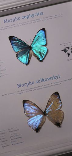 two blue butterflies sitting on top of a white sheet next to each other in front of a sign