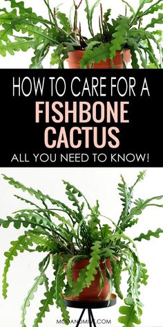 a potted plant with text overlay how to care for a fishbone cactus all you need to know