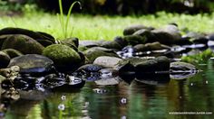 rocks and grass are reflected in the water