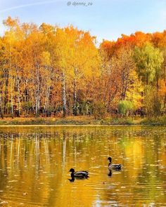 two ducks are swimming in the lake surrounded by trees