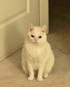 a white cat sitting on the floor in front of a door and looking at the camera