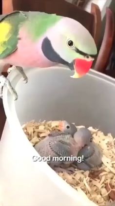 a bird with its mouth open standing next to a baby bird in a bucket filled with wood shavings