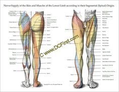 Lower Extremity Poster Nerves In Leg, Pelvic Girdle, Body Diagram, Drawing Legs, Spinal Nerve, Spina Bifida, Peripheral Nerve, Hips Dips